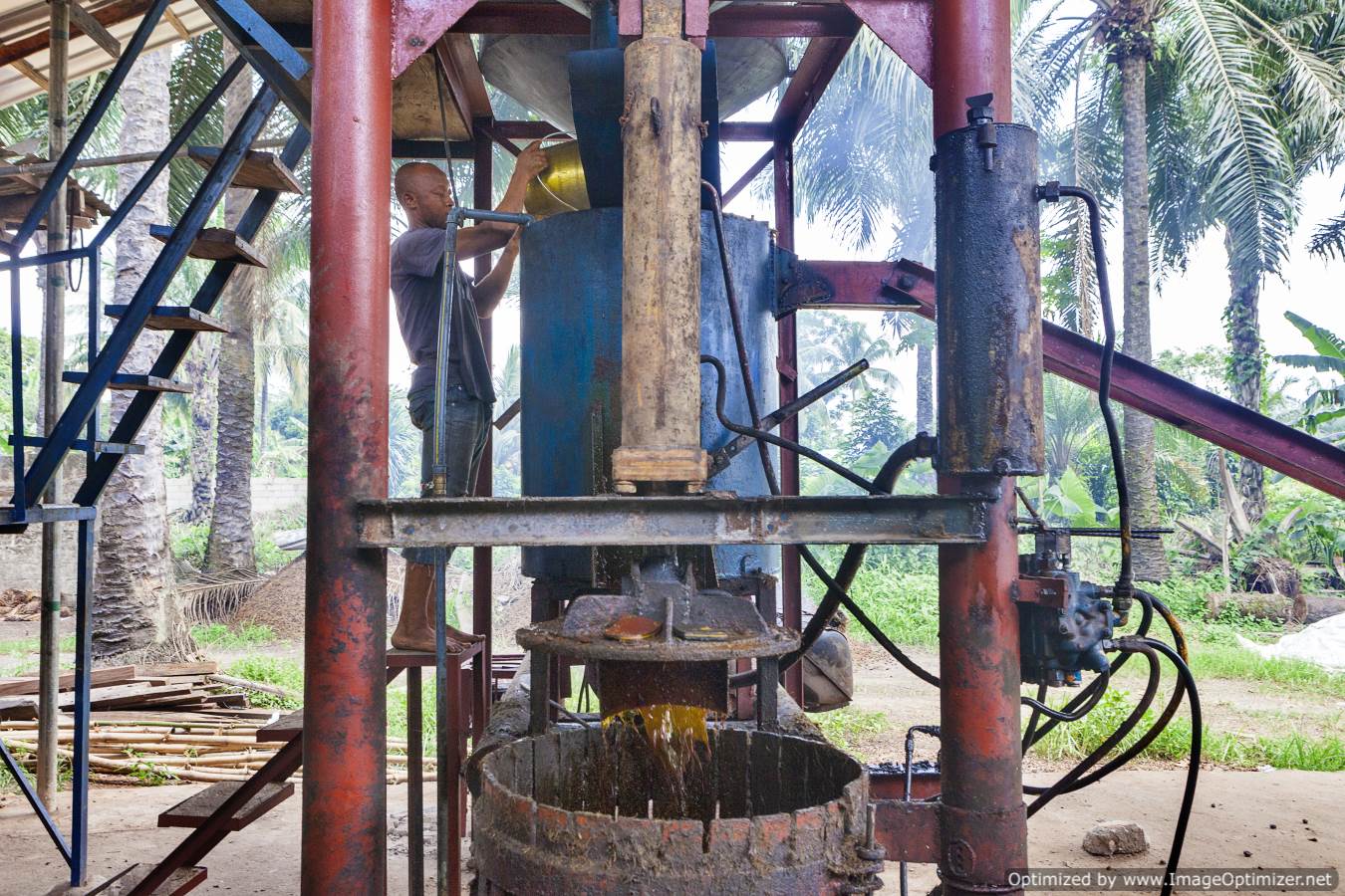 Processing Palm Oil: From Field to Factory